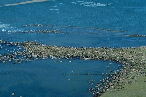  9 cuộc di cư hoang d&atilde; ngoạn mục nhất thế giới